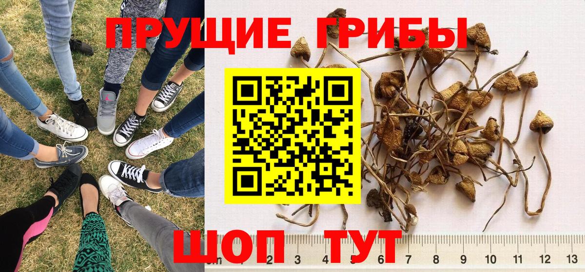 Псилоцибиновые грибы Magic Shrooms Гусев